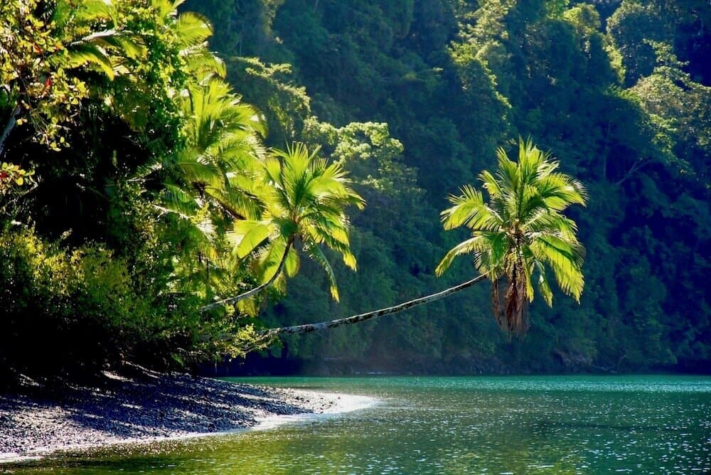 Palmeras inclinadas sobre una playa de arena oscura rodeada de selva, en la Zona Sur